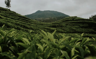 Green tea vs. Matcha: what sets them apart?