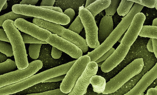 What are lactobacilli and bifidobacteria and why are they so important for our health?